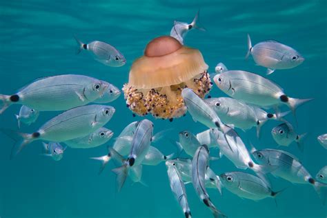 jelly box fish|What Eats Box Jellyfish .